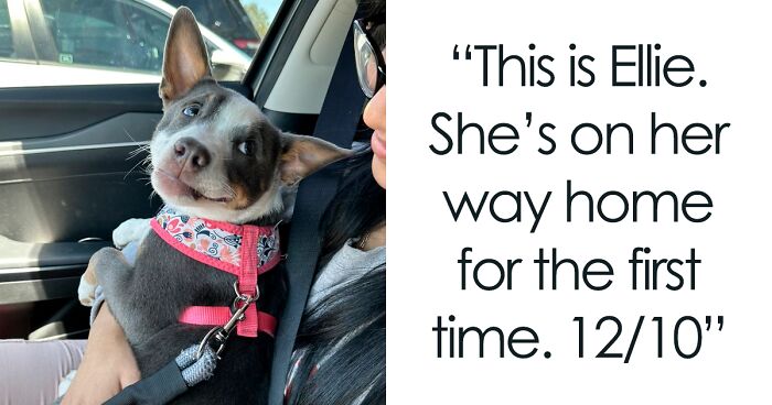 50 Hilariously Wholesome Dog Ratings To Brighten Up Your Day (New Pics)