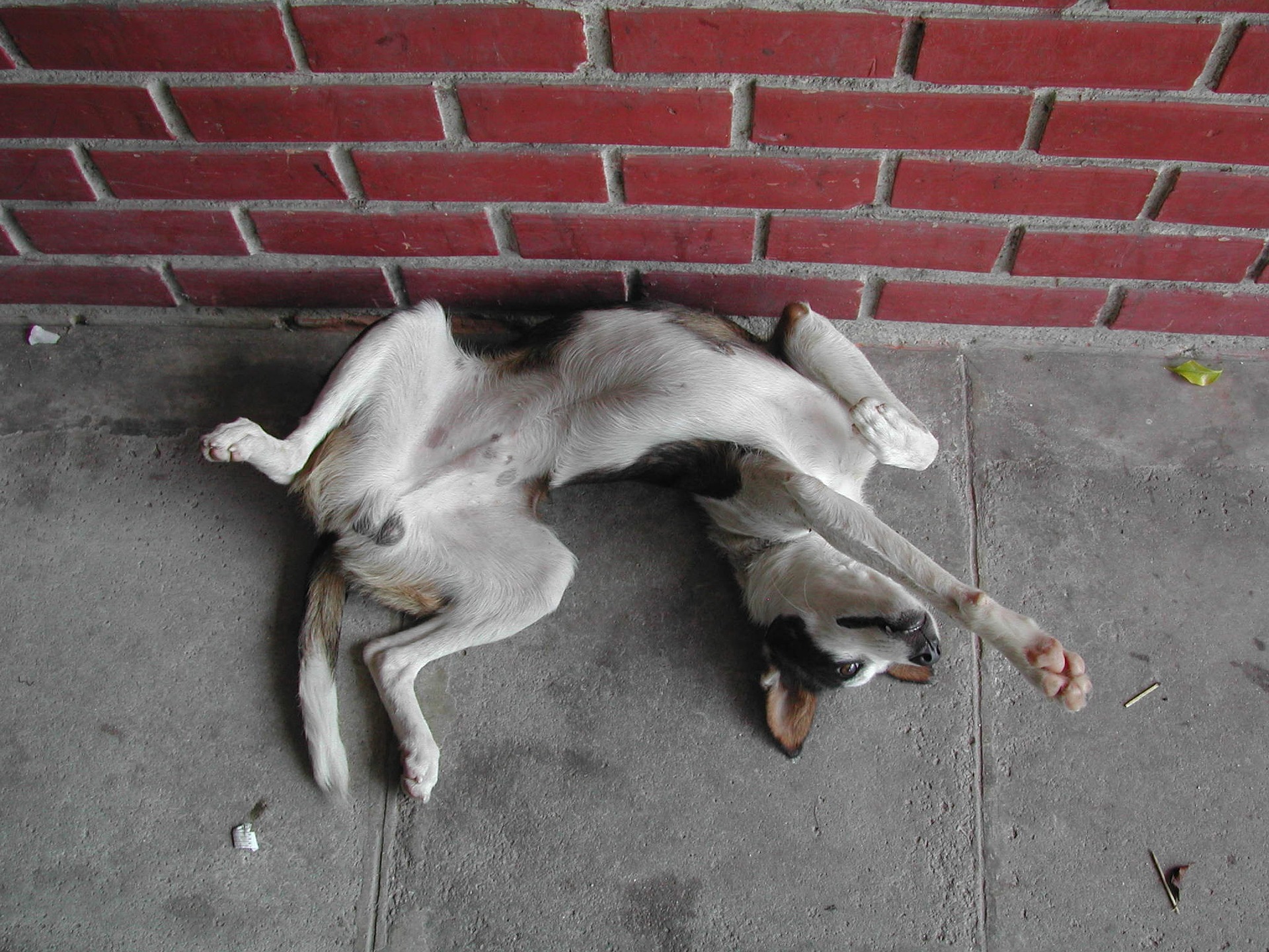 Dog lying on the ground