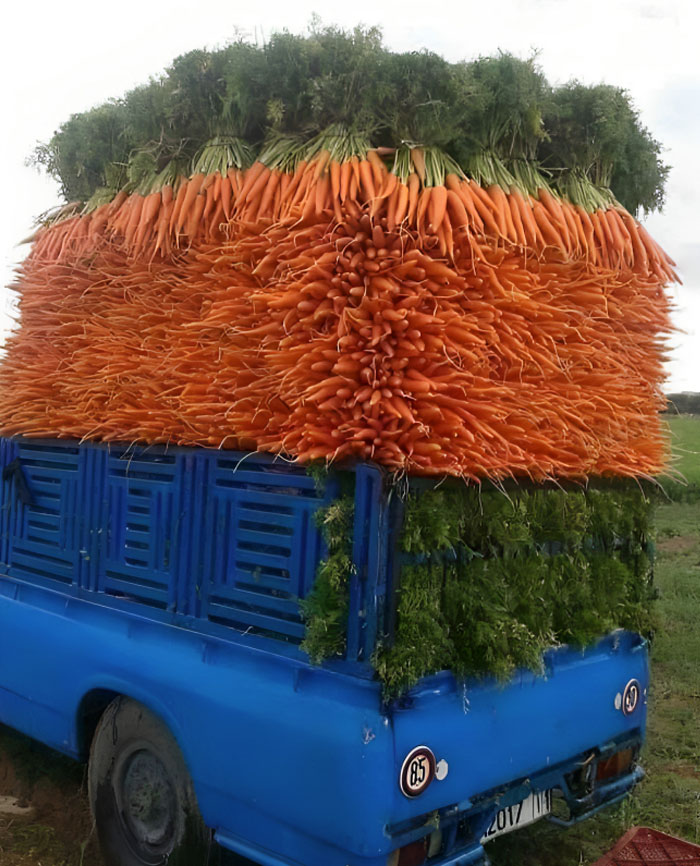 Carrots Stacked On A Truck