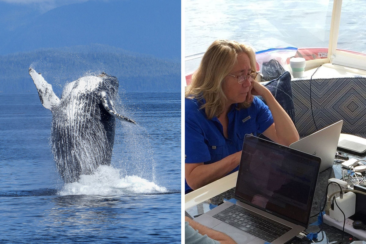Groundbreaking Conversation With Humpback Whale May Help Humans Talk To Aliens Next