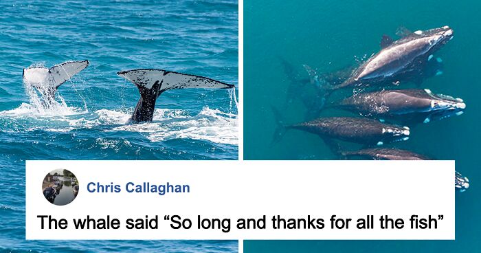 “We’ve Been Heard”: Scientists Communicate With A Whale For 20 Minutes In Her Own Language