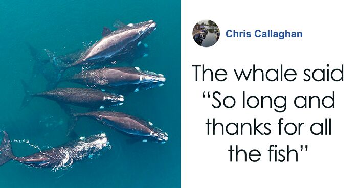 “We’ve Been Heard”: Scientists Communicate With A Whale For 20 Minutes In Her Own Language