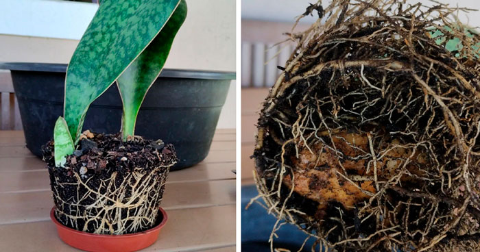 Snake plants' roots 