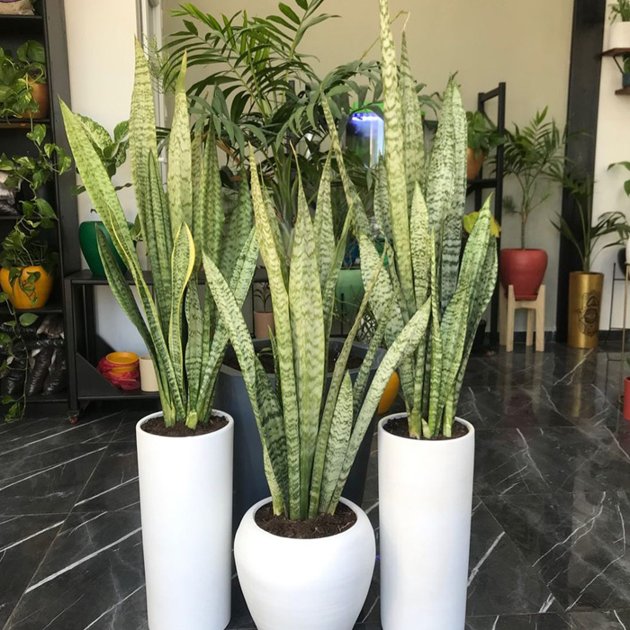 Three snake plants in a white pot 