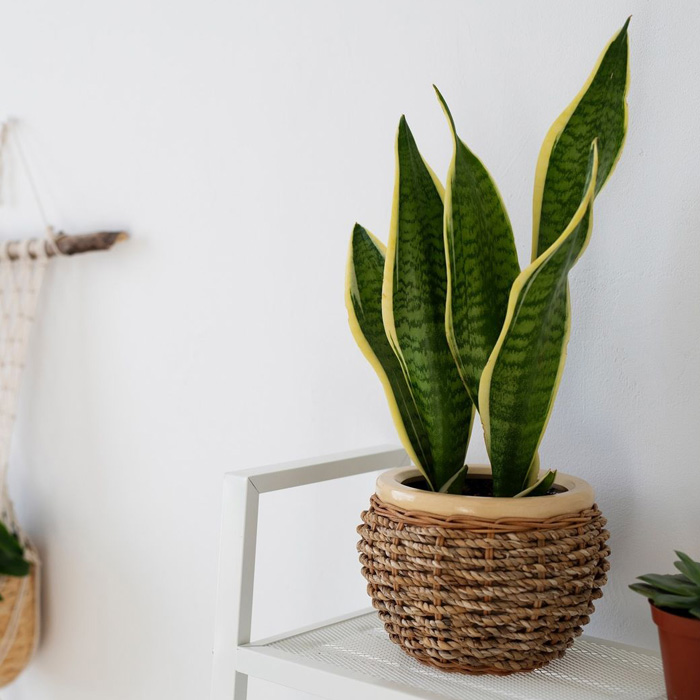 Snake plant in the wooden pot 