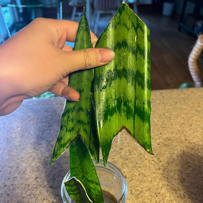 Person holding pruned snake plants' leaves