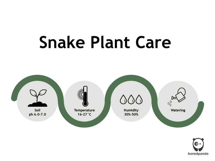 How to take care of snake plant infographics