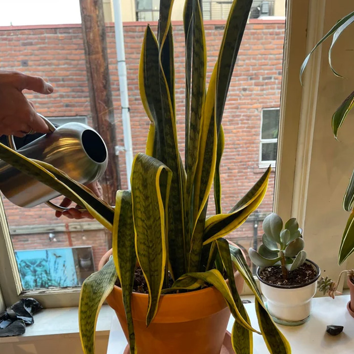 Person watering a snake plant