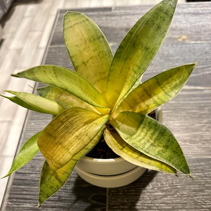 Snake plant with yellow leaves 