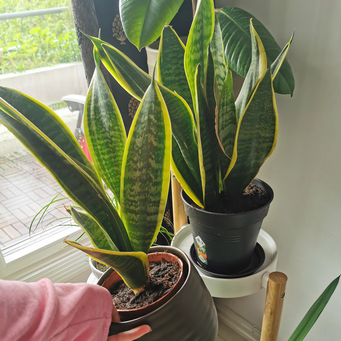 Woman holding a pot with a snake plant 