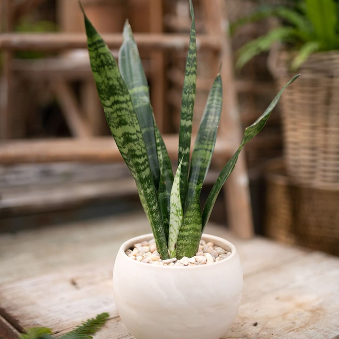 Small snake plant in a white pot 