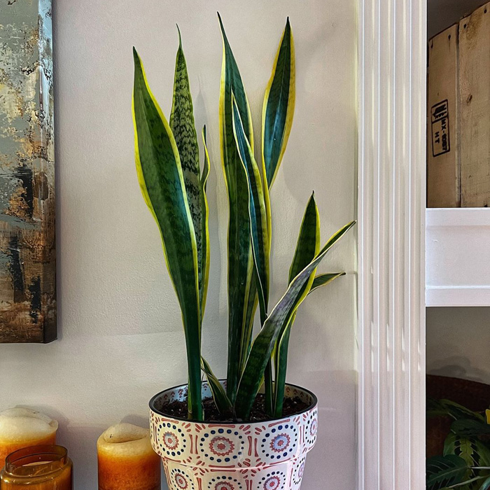 Snake plant next to the candles