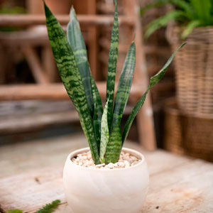 Snake Plant Care Guide & Tips For A Thriving Plant
