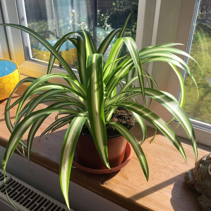 Spider plants in a pot on a windowsill