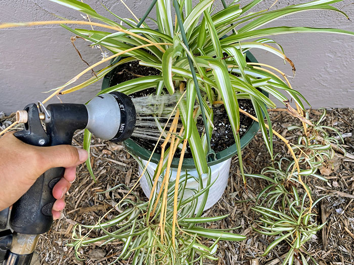 Person watering a spider plant 