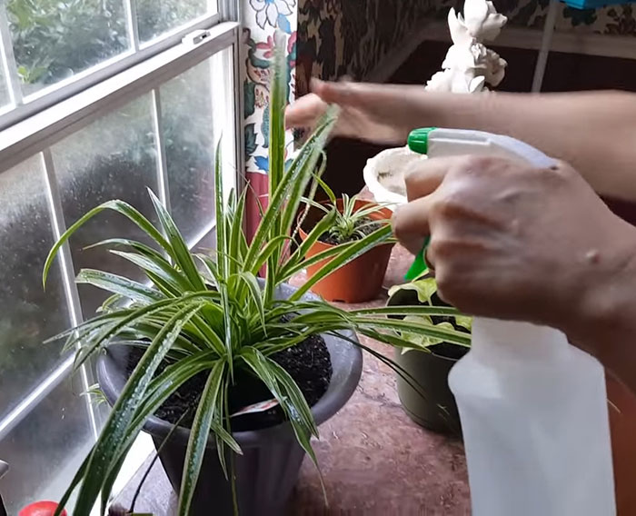 Person fertilizing spider plant 