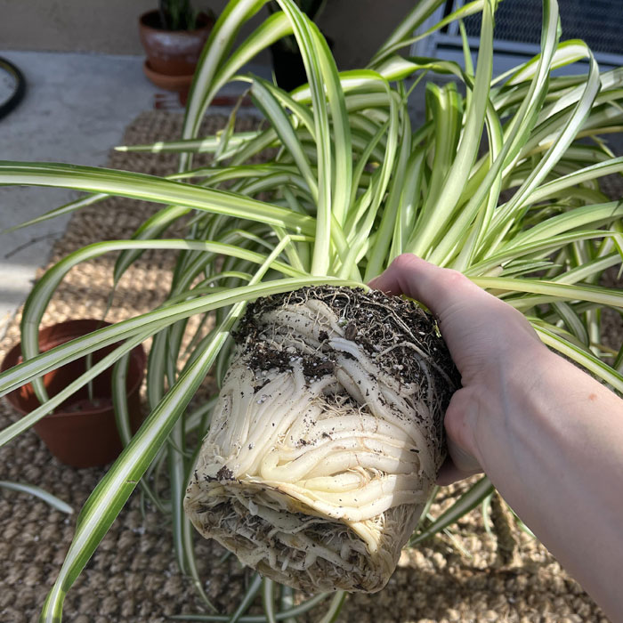 Person holding a spider plant out of a pot 