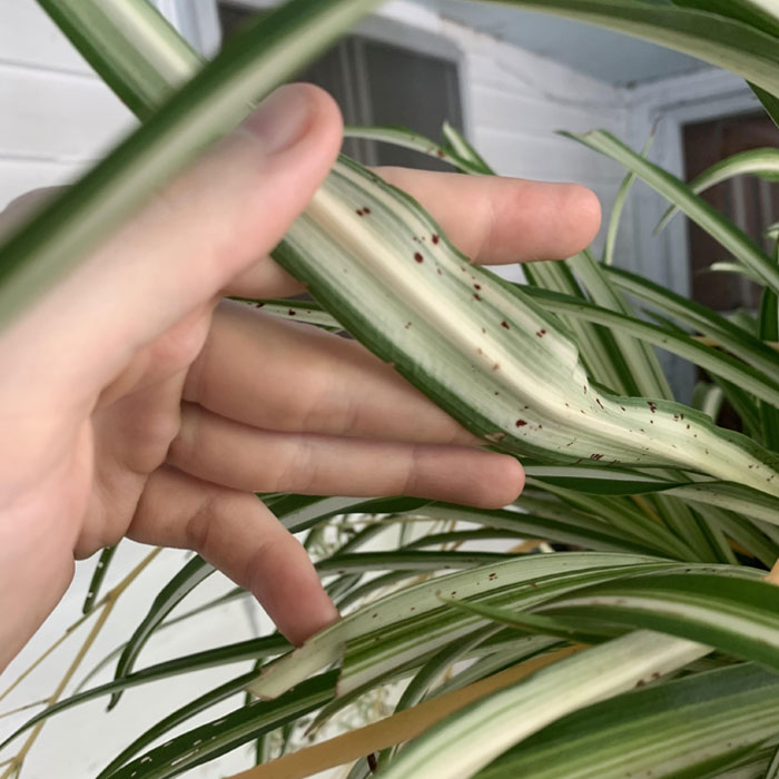 Spider plant with red spots on leaves 