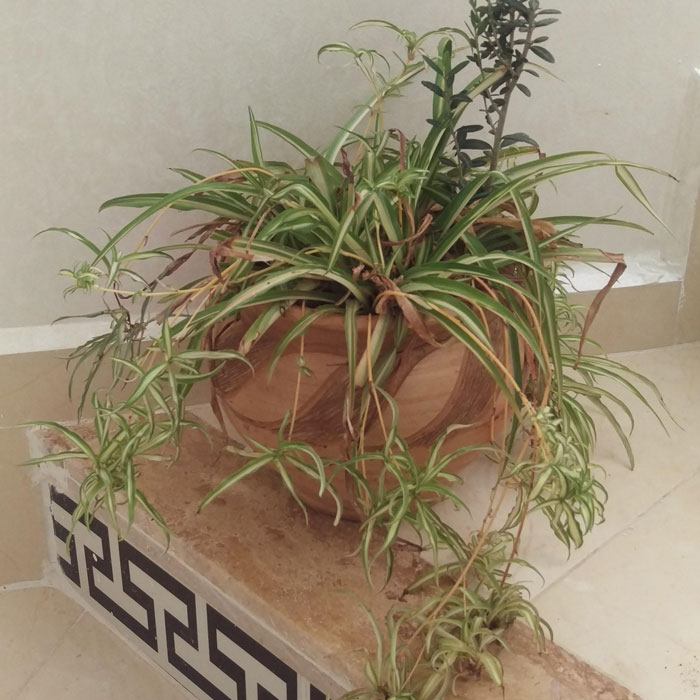 Spider plant with dead leaves Spider plant with dead leaves