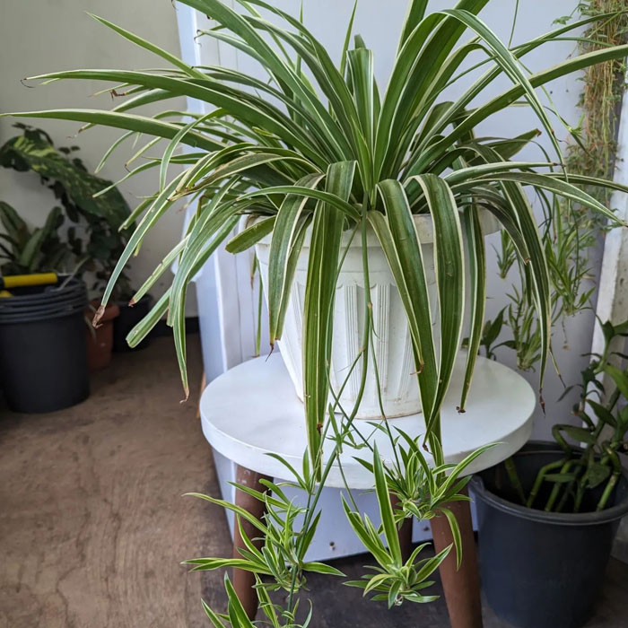 Spider plant on a small stool 