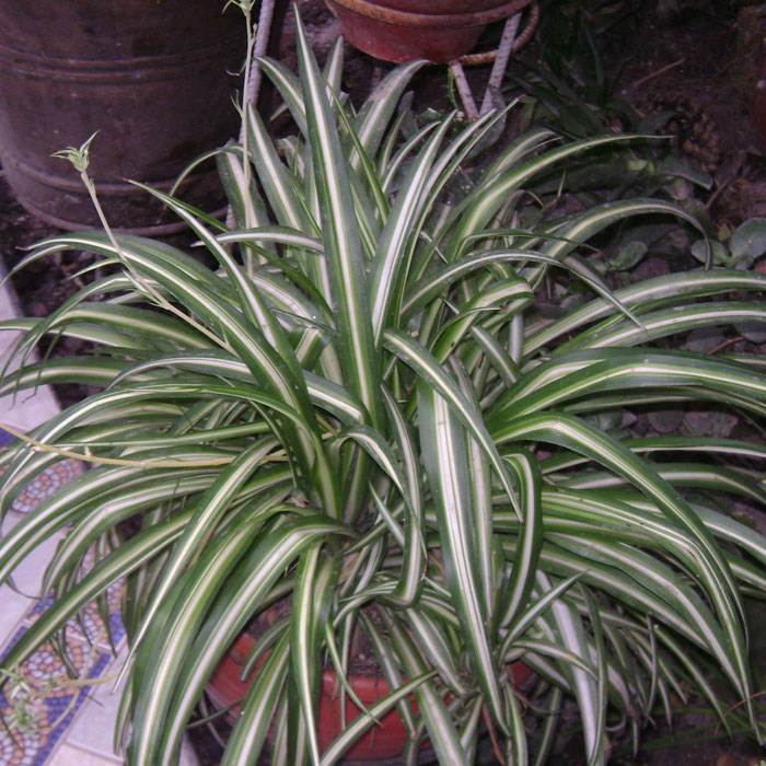 Spider plants in a pot 