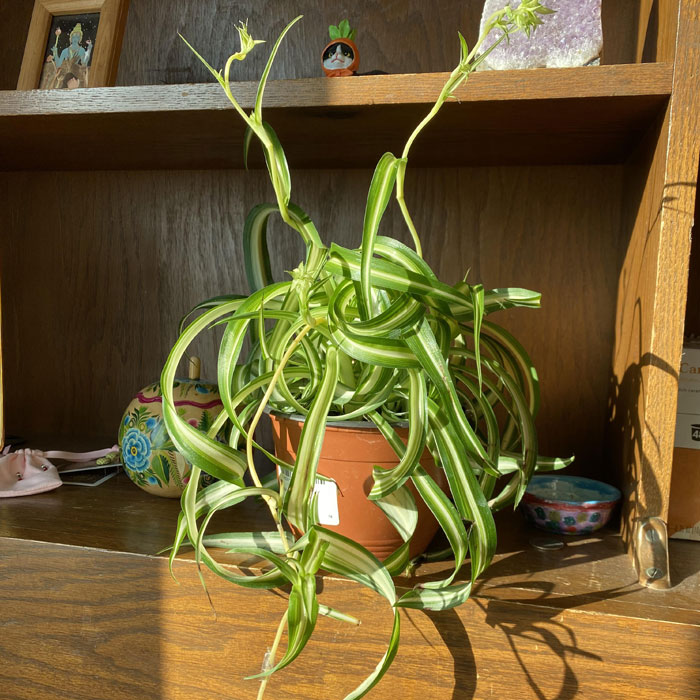 Bonnie tangles spider plant in a pot 