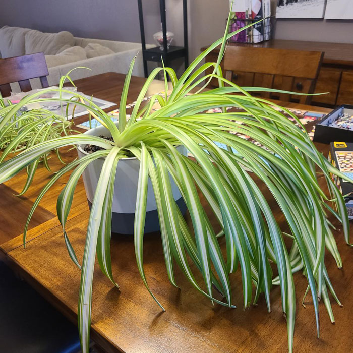 Milky Way spider plant on the table 