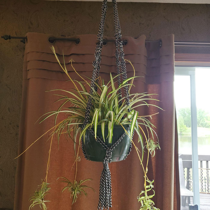Spider plant hanging in a macrame hanger Spider plant hanging in a macrame hanger