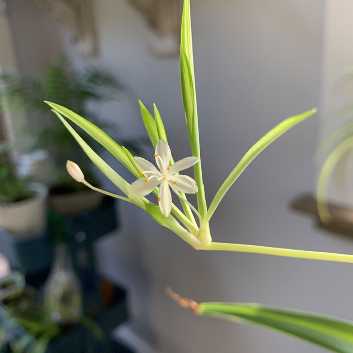White flower of the spider plant 