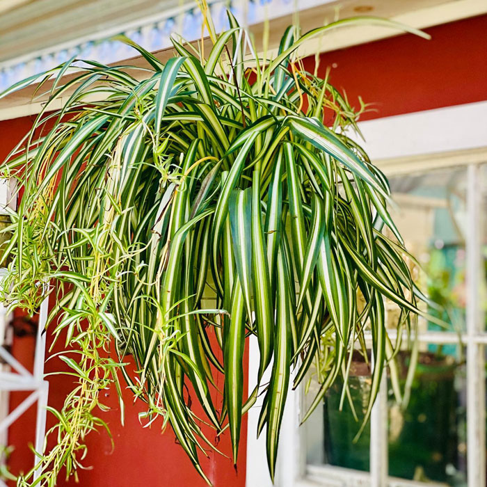 Spider plant hanging outside the house 