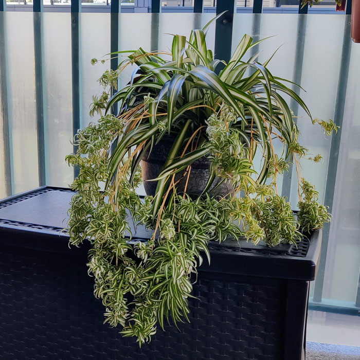 Unique spider plant in the pot outside 