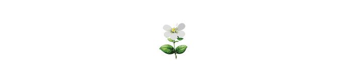 blooming white flower illustration 