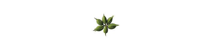 Multiple small green flower pod illustration 
