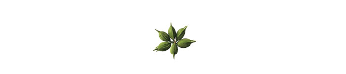 Multiple small green flower pod illustration Multiple small green flower pod illustration