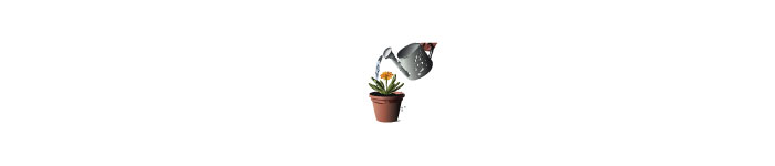 Watering a small plant in the pot 