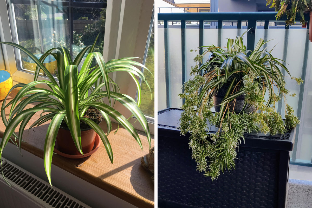 Beautiful Indoor Baby Spider Plant Chlorophytum comosum (Green) x 1  Spiderette