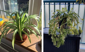 Spider Plant Care: Why You Should Let This Spider Crawl Into Your Home