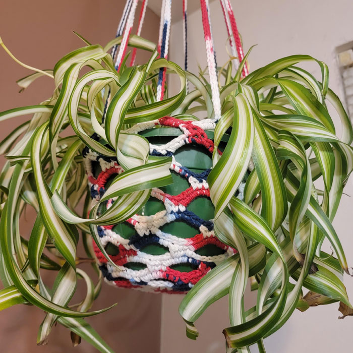 Spider plant in hanging pot 