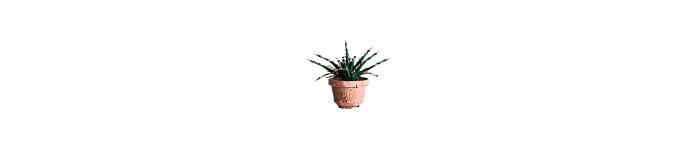Small pot with spider plant illustration 