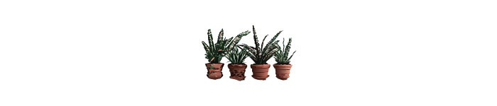 multiple pots of spider plant illustrations 