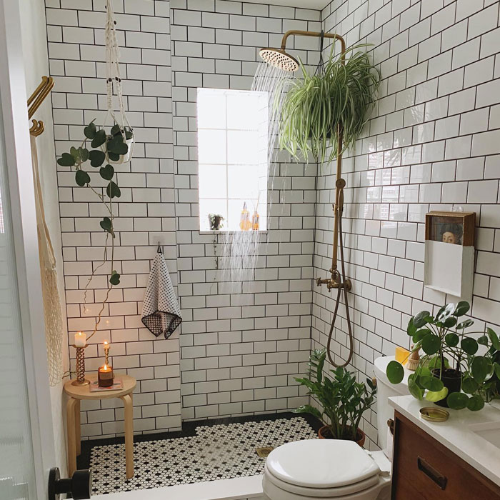 Spider plant pot below a shower head Spider plant pot below a shower head