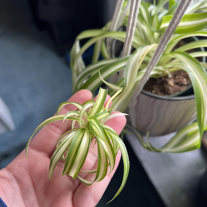 Person holding a Spider plant pup in the hand