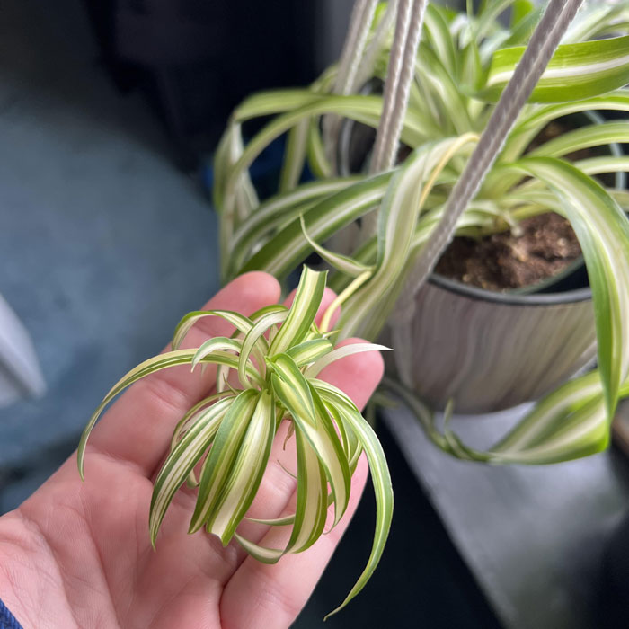 Person holding a Spider plant pup in the hand Person holding a Spider plant pup in the hand