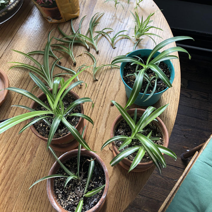 Multiple Spider plants separated in different pots 
