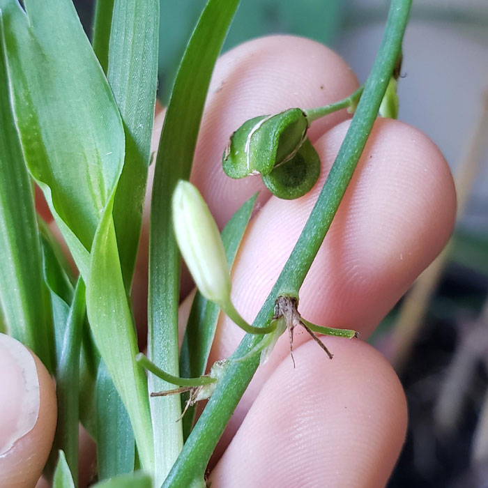 Person holding a branch and some spider plants on it Person holding a branch and some spider plants on it