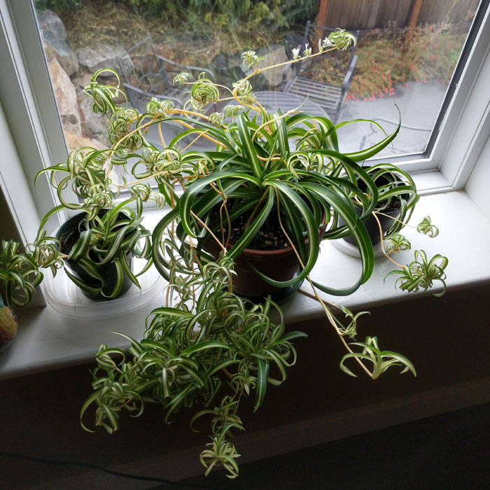 Curly spider plant on a windowsill
