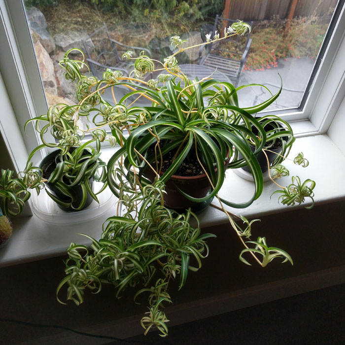 Curly spider plant on a windowsill Curly spider plant on a windowsill