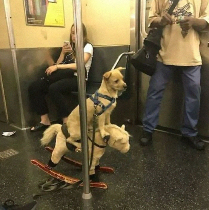 Subway-Creatures-Funny-Pics