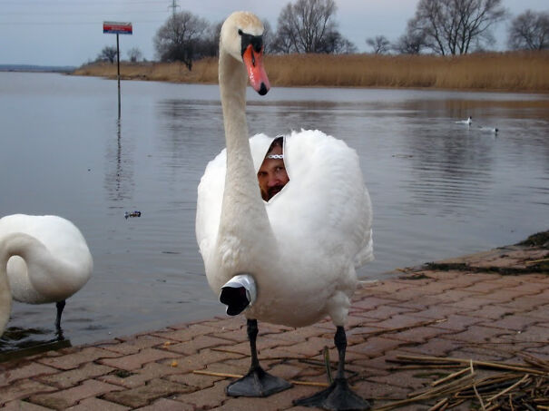 swan-guy-6579b7e9695c6.jpg