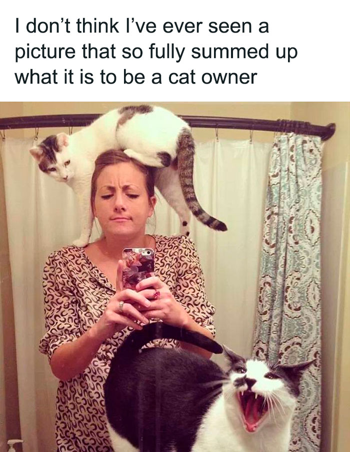 50 Funny And Relatable Cat Memes That Might Make You Want To Rescue A 